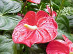 Anthurium