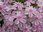 Phlox