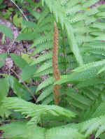 Fern