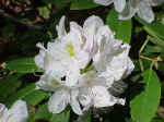 Rhododendron