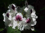 Rhododendron