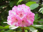 Rhododendron