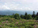 Catawba Rhododendron In Bloom