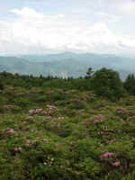 Catawba rhododendron in bloom