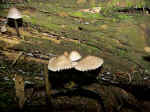 Mushrooms Sprout On Rotting Log