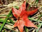 Sweetgum leaf