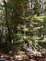 On the Dragonfly Pond Trail