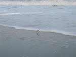 sanderling (sandpiper family, shorebirds) 