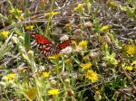 Gulf Fritillary (Agraulis vanillae)