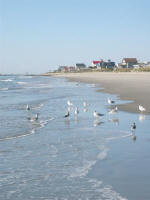 sea gulls at Murrells Inlet