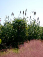 Along the Canal Garden.