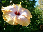 Hibiscus in the Canal Garden.