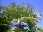 Palmetto.