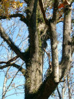 Resurrection ferns growing high up in the tree