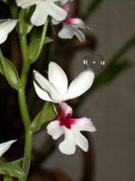 Joe captures a holiday bubble perching on an orchid petal.