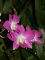 Beautiful blossoms blooming on the orchid Christmas tree.