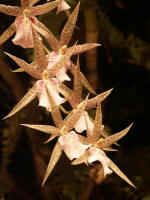 Beautiful blossoms blooming on the orchid Christmas tree.