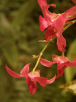 Beautiful blossoms blooming on the orchid Christmas tree.