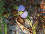 Asiatic Dayflower, Spiderwort Family, an invasive weed.