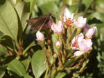 A skipper takes a drink of nectar.