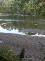 Pee Dee River bank tree stump, high & dry in the drought.