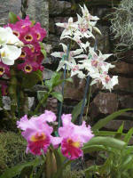 Cascade Wall orchids flourish in the 8,000 square foot, diamond-shaped glass structure representing in this living legacy, a realization of Daniel J. Stowe's dream.