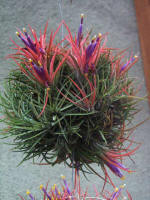 Colorful baskets of blooming epiphytes at the Arbor.