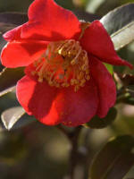 The Camillia family braves bitter cold, and bursts with bright blossoms on both sides of the church entrance.