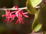 Winter-blooming shrub at the church's front door.