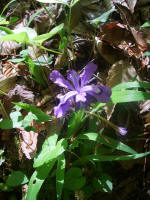 Dwarf crested iris wildflower.