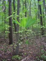 Little big leaf magnolia tree.