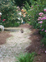 Bunny rabbit stops to scratch an itch.