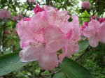 Blooming rhododendron.