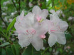 Blooming rhododendron.