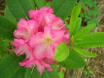 Blooming rhododendron.