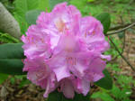 Blooming rhododendron.