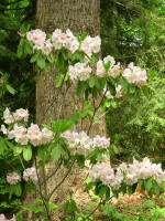 Blooming rhododendron.