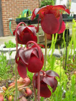 Purple pitcher plant blossoms.