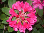 Opening rhododendron flower buds.