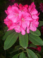 Blooming rhododendron.