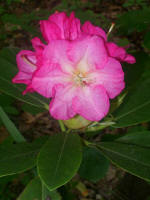 Blooming rhododendron.