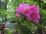 Blooming rhododendron.