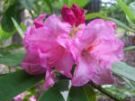 Opening rhododendron flower buds.