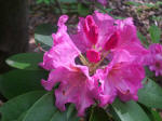 Opening rhododendron flower buds.