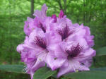 Blooming rhododendron.