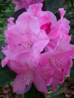 Blooming rhododendron.