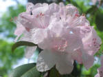 Blooming rhododendron.