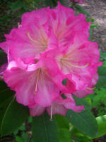 Blooming rhododendron.