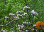 Blooming rhododendron & orange azalea blossoms.