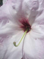 Blooming rhododendron.